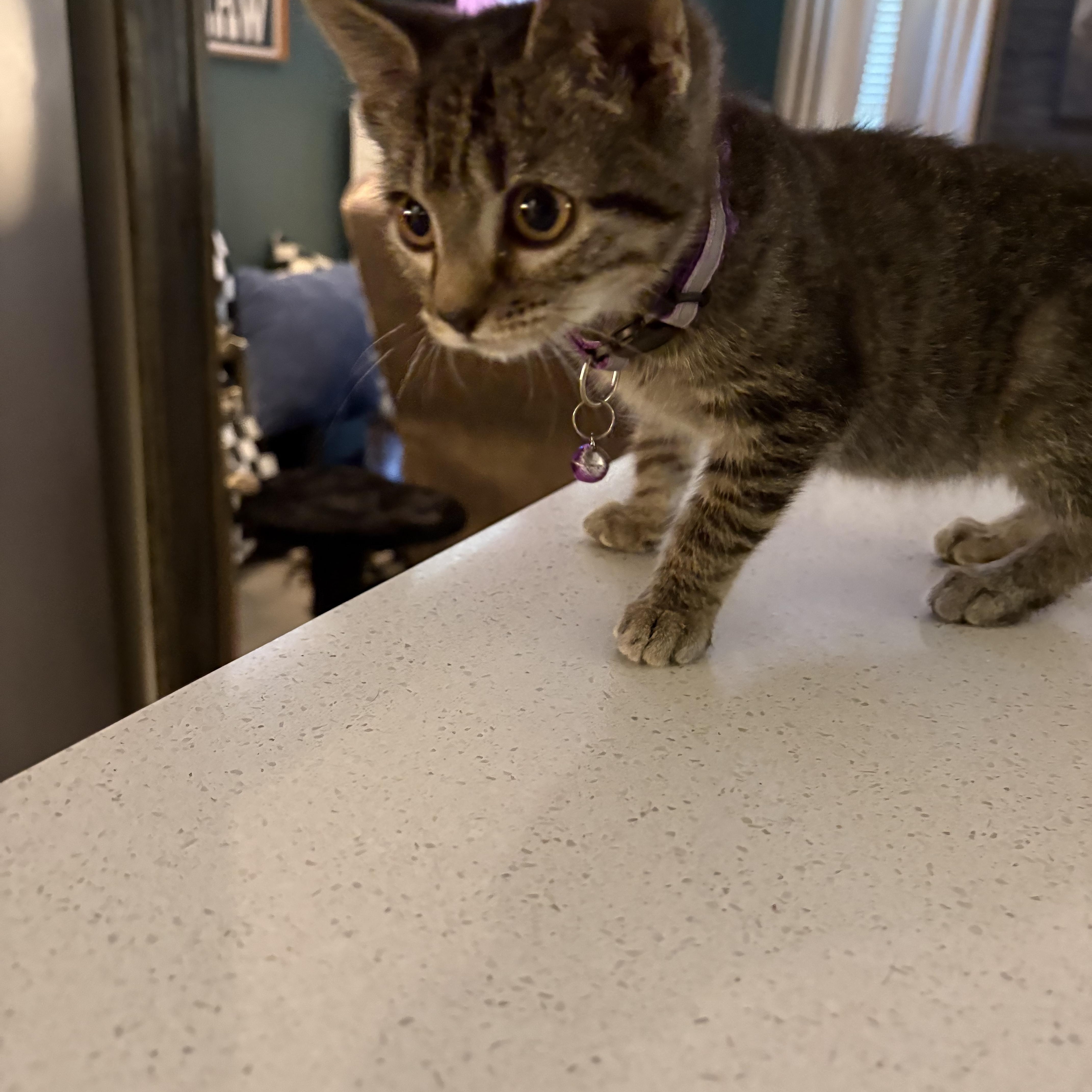 Mae, adopted, Kitten Female Domestic Short Hair.