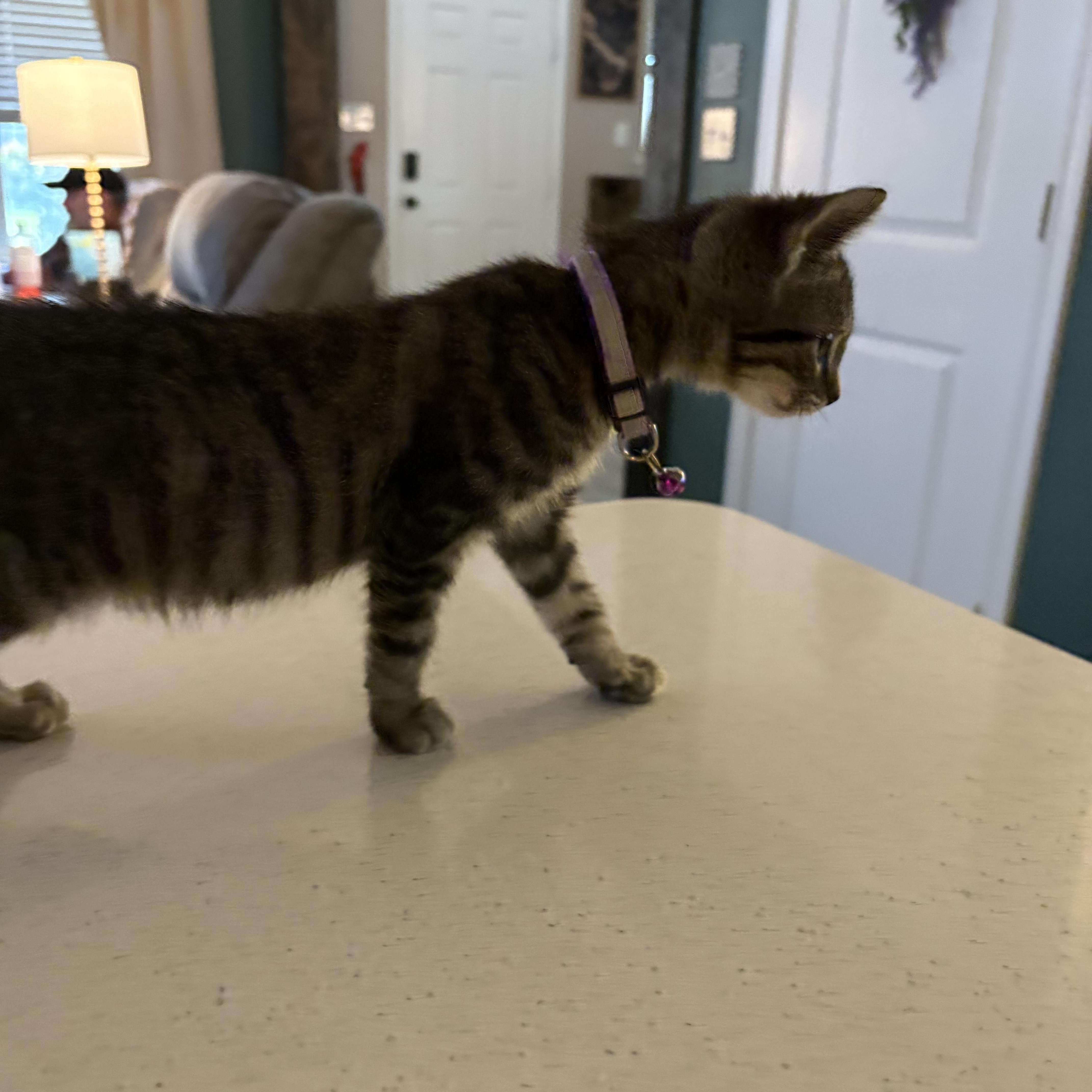 Enlarge Mae, an adopted Domestic Short Hair in Forney, TX image 3/4