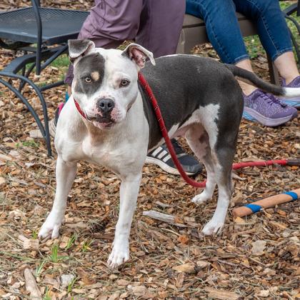 Day-IN FOSTER, Adoptable, Adult Female Mixed Breed & Mixed Breed.