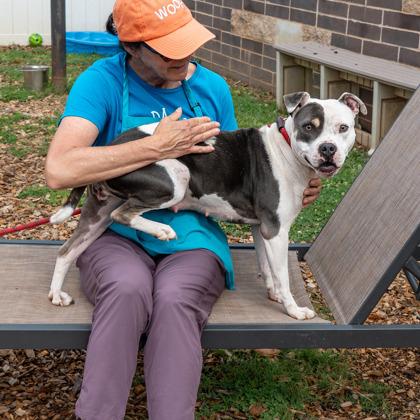 Enlarge Day-IN FOSTER, a Adoptable Mixed Breed in Chamblee, GA image 2/3