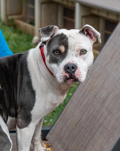 Enlarge Day-IN FOSTER, a Adoptable Mixed Breed in Chamblee, GA image 3/3
