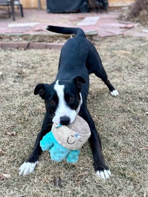 Enlarge Luna, a Adoptable Border Collie in Winter Park, CO image 1/3