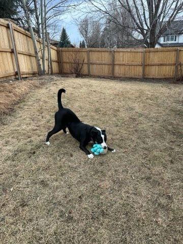 Enlarge Luna, a Adoptable Border Collie in Winter Park, CO image 2/3