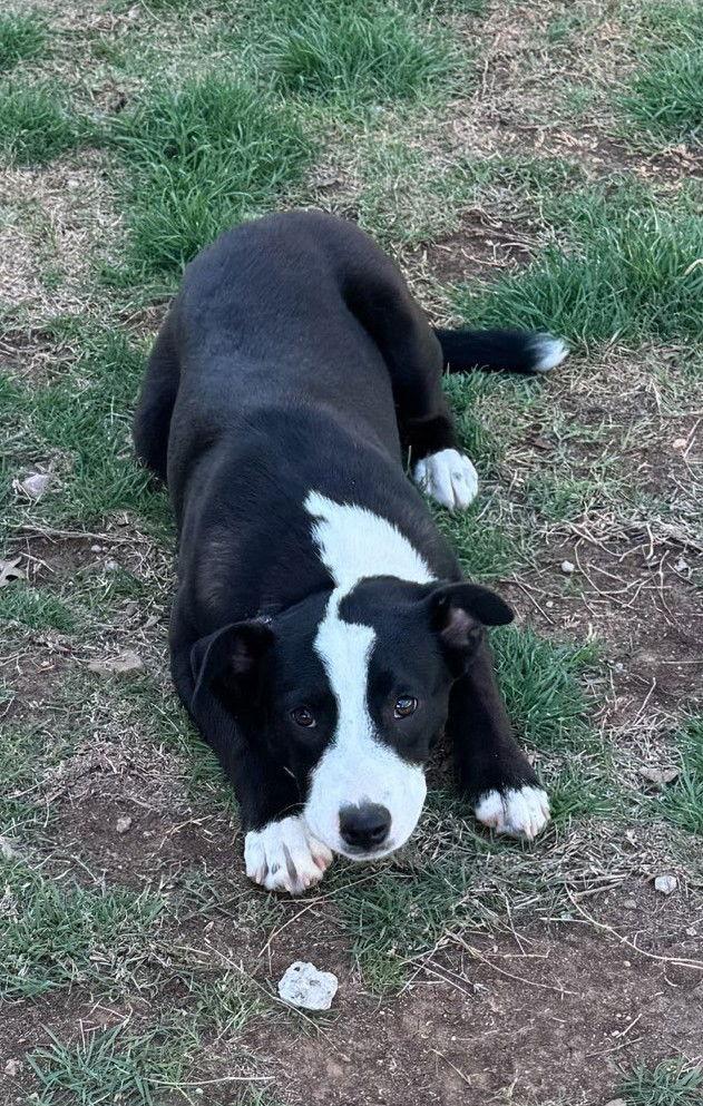 Luna, a Adoptable Border Collie in Winter Park, CO image 1/3