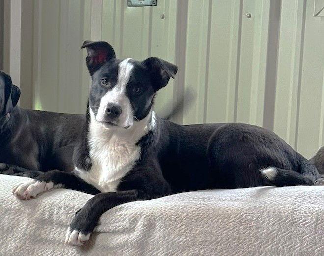 Luna, a Adoptable Border Collie in Winter Park, CO image 2/3