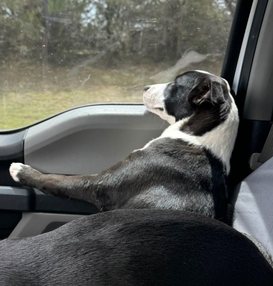 Luna, a Adoptable Border Collie in Winter Park, CO image 3/3