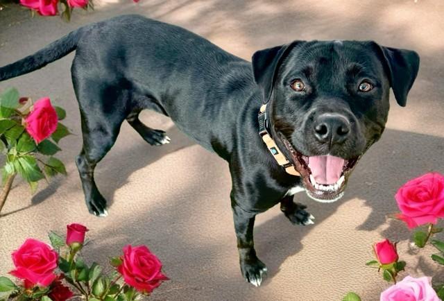 ENTITY, Adoptable, Young Female Rottweiler & Pit Bull Terrier.