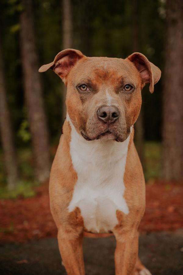 Enlarge 25-02-0562 Bam Bam, a Adoptable mixed breed in Dallas, GA image 1/6