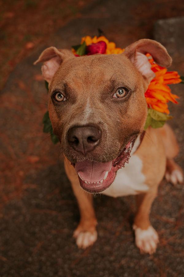 Enlarge 25-02-0562 Bam Bam, a Adoptable mixed breed in Dallas, GA image 2/6
