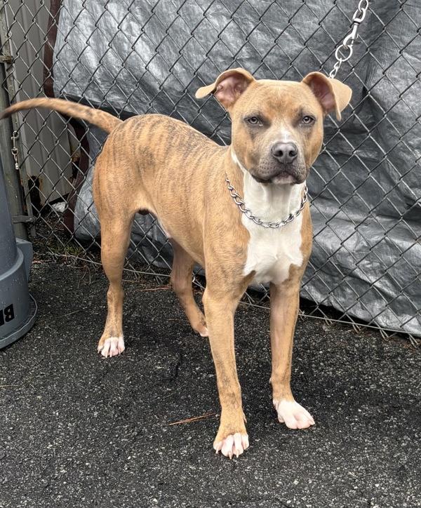 Enlarge 25-02-0562 Bam Bam, a Adoptable mixed breed in Dallas, GA image 3/6