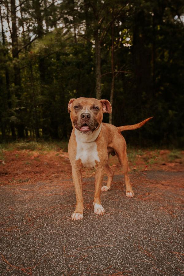 Enlarge 25-02-0562 Bam Bam, a Adoptable mixed breed in Dallas, GA image 4/6