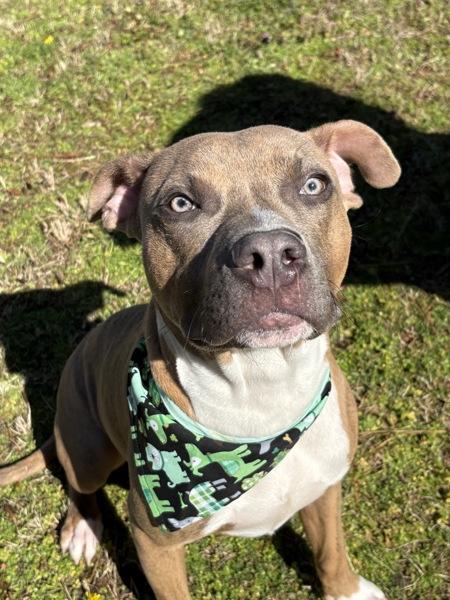 Enlarge 25-02-0562 Bam Bam, a Adoptable mixed breed in Dallas, GA image 5/6