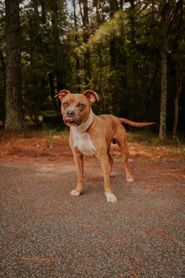 Enlarge 25-02-0562 Bam Bam, a Adoptable mixed breed in Dallas, GA image 6/6