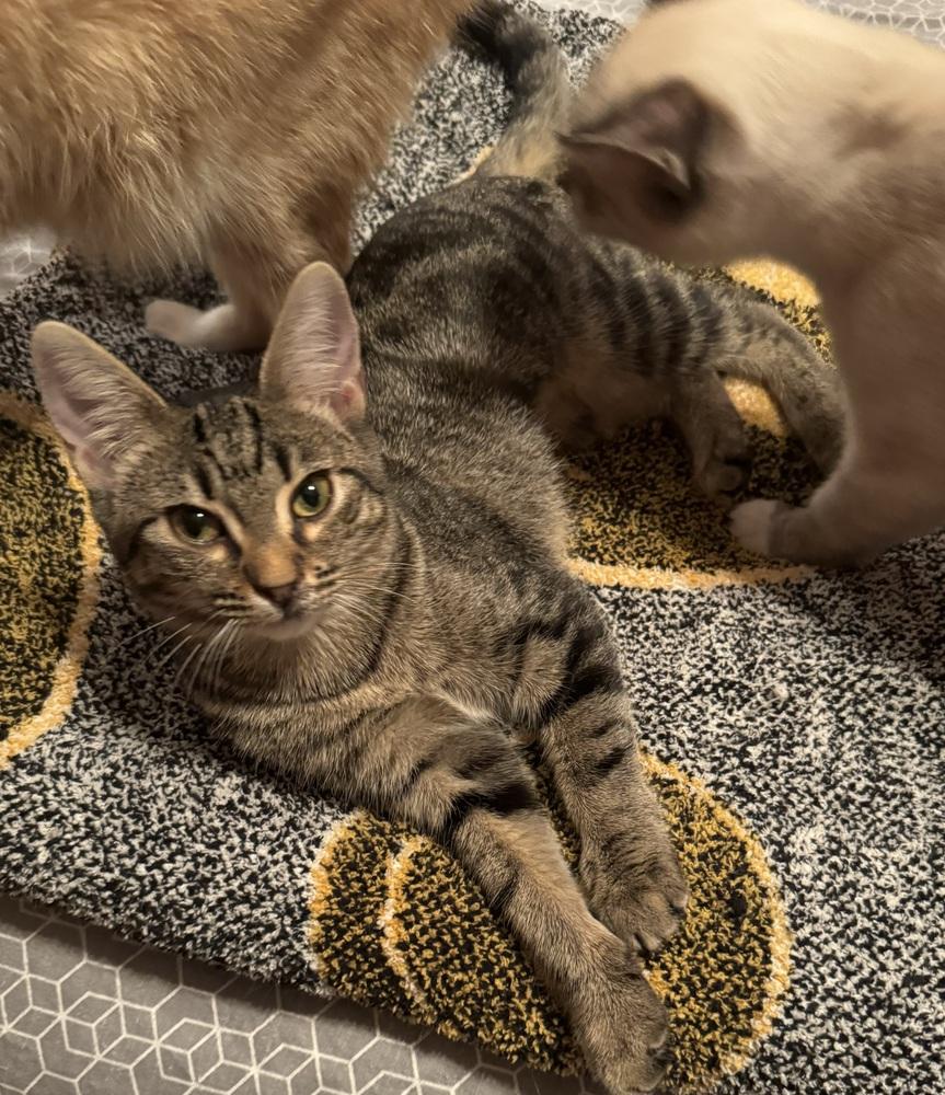 Enlarge Summer, a Adoptable Domestic Short Hair in Dawson, GA image 1/3