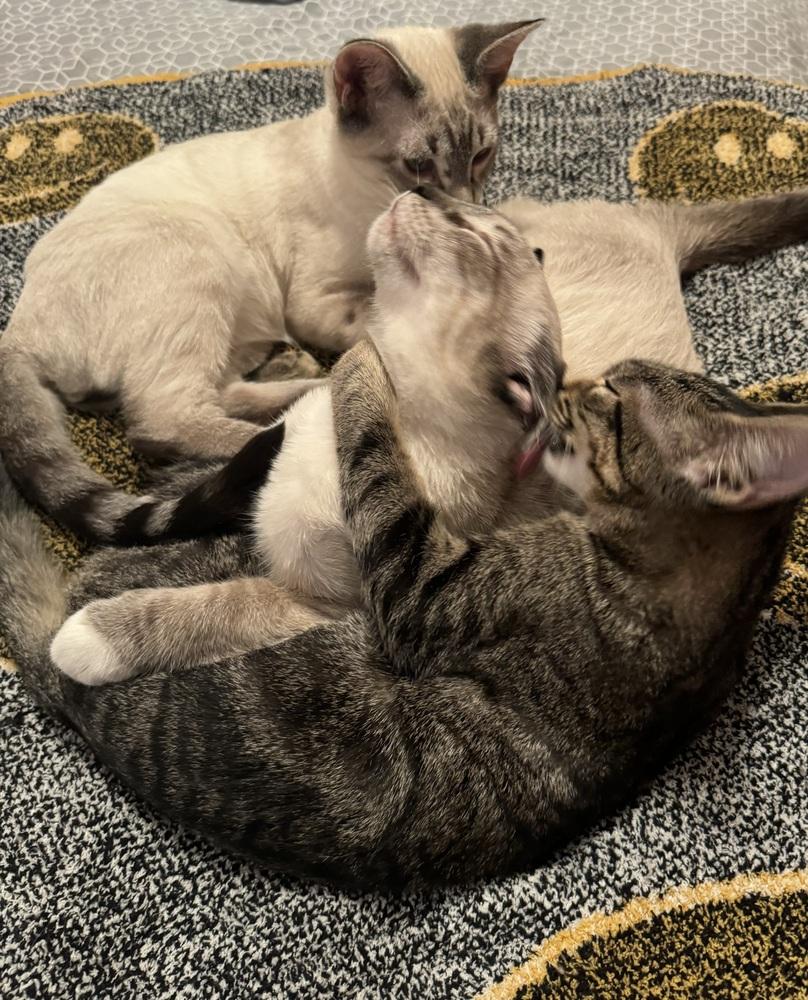 Enlarge Summer, a Adoptable Domestic Short Hair in Dawson, GA image 2/3