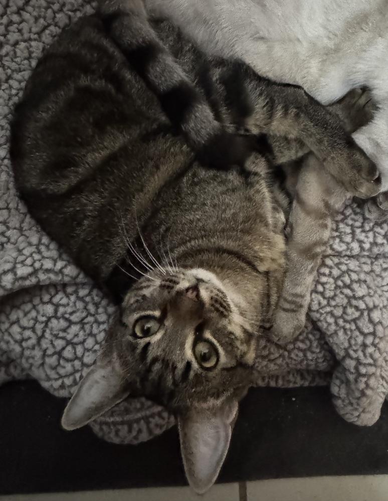 Enlarge Summer, a Adoptable Domestic Short Hair in Dawson, GA image 3/3