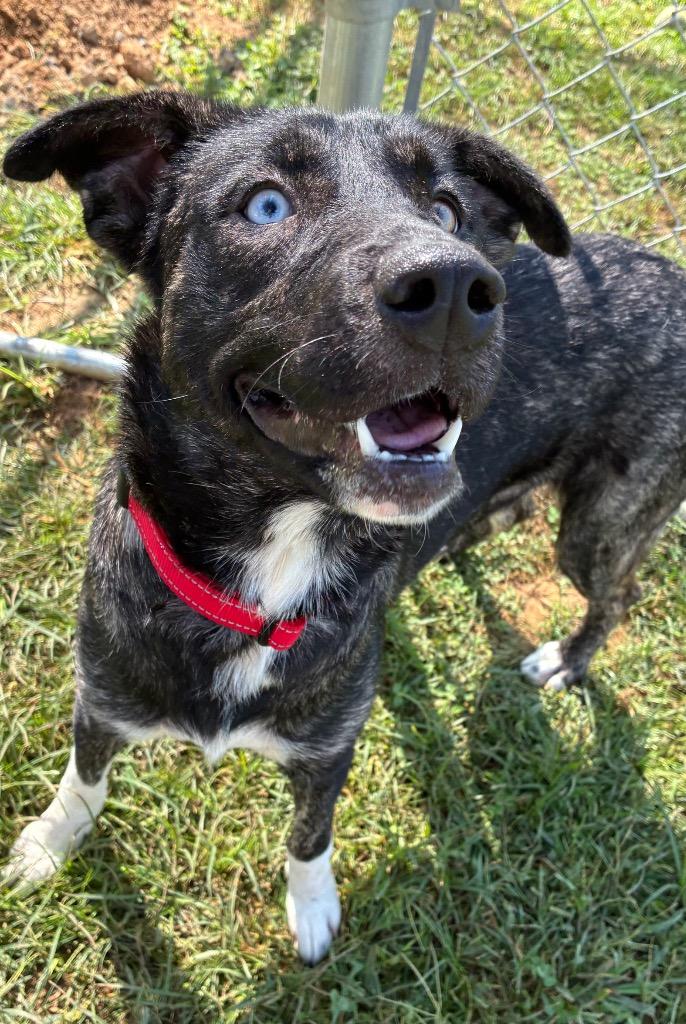 Rapunzel, Adoptable, Young Female Husky & Mixed Breed.