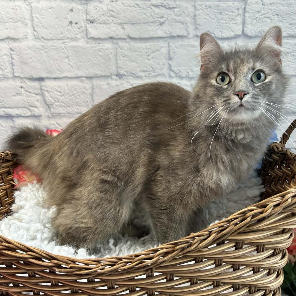 Lola, a Adoptable Domestic Medium Hair in Harrisonburg, VA image 1/6