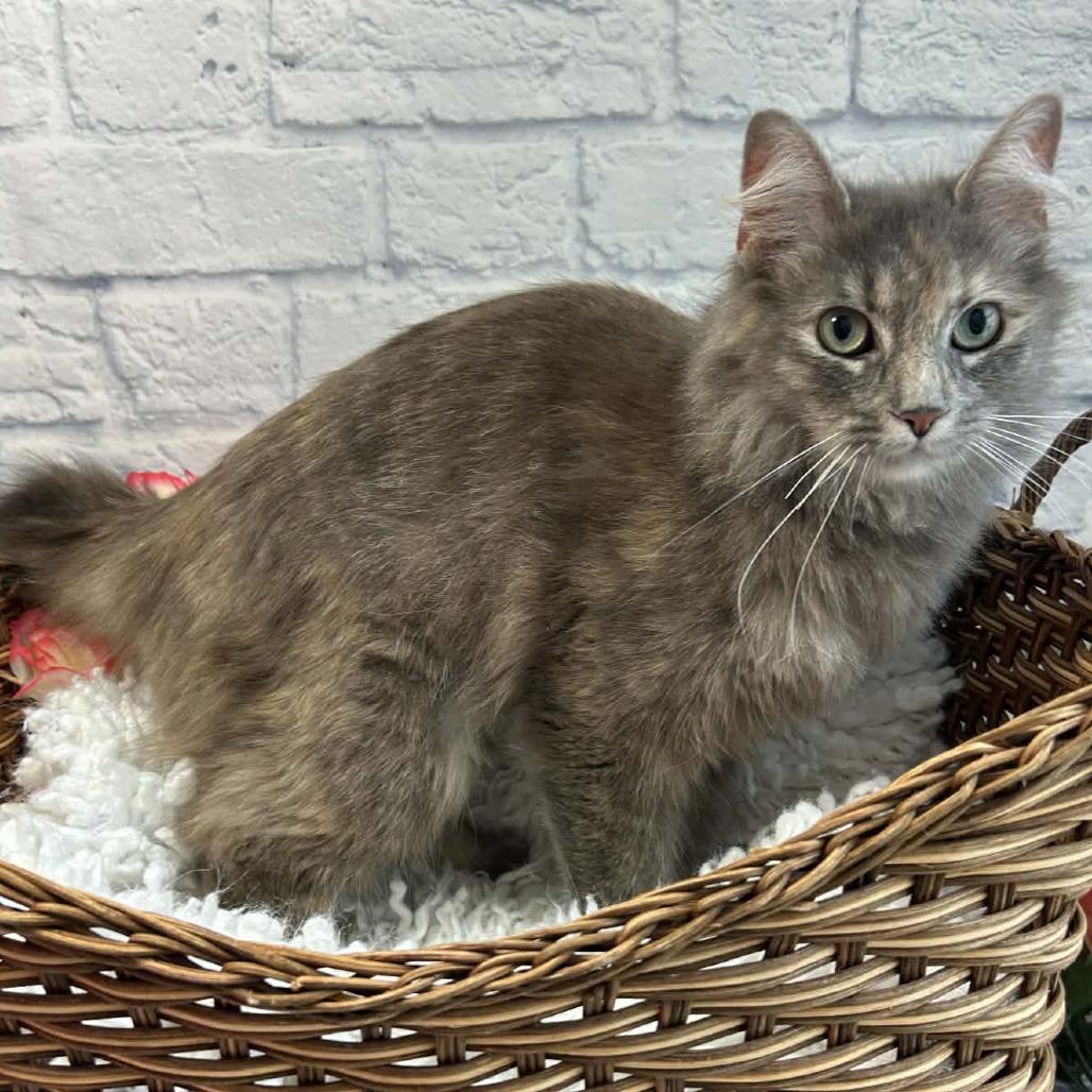 Lola, a Adoptable Domestic Medium Hair in Harrisonburg, VA image 2/6