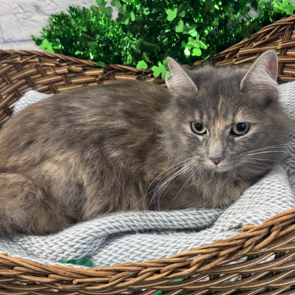 Lola, a Adoptable Domestic Medium Hair in Harrisonburg, VA image 3/6