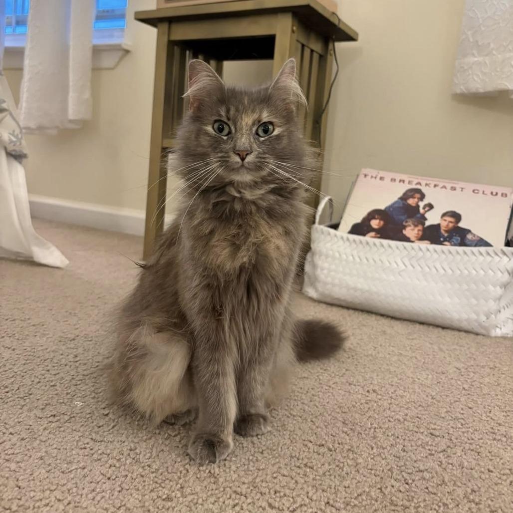 Lola, a Adoptable Domestic Medium Hair in Harrisonburg, VA image 4/6