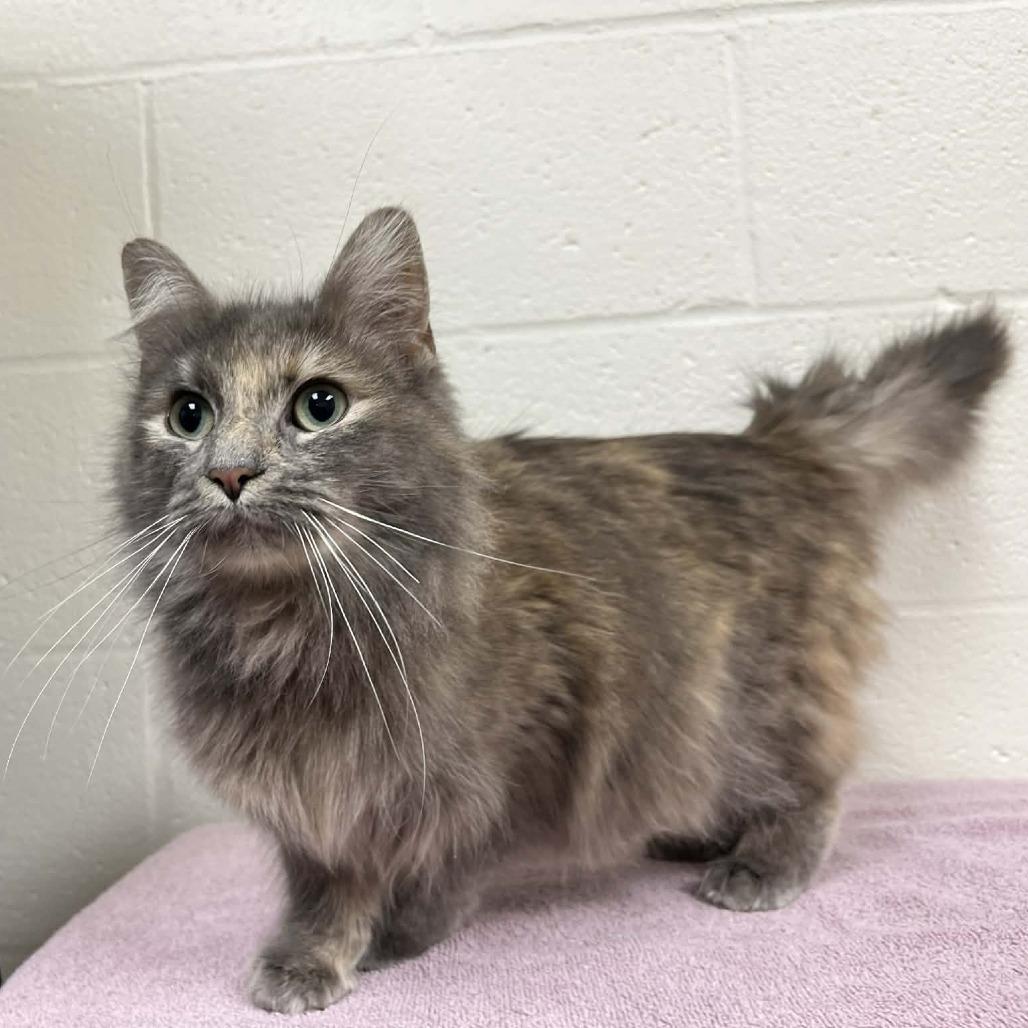 Lola, a Adoptable Domestic Medium Hair in Harrisonburg, VA image 6/6