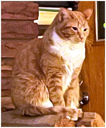 Sophie, Adopted, Adult Female Tabby & Domestic Short Hair.