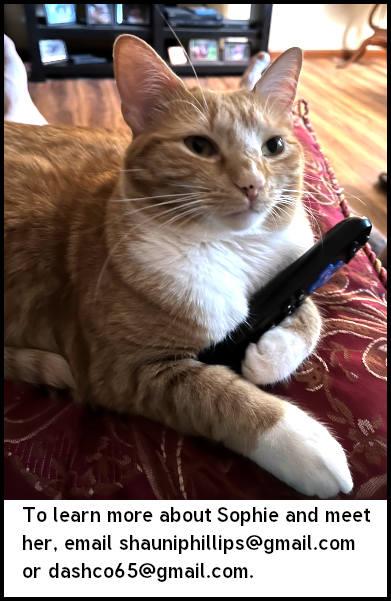 Sophie, a Adopted mixed breed in Oak Ridge, TN image 2/3