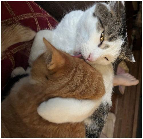 Sophie, a Adopted mixed breed in Oak Ridge, TN image 3/3