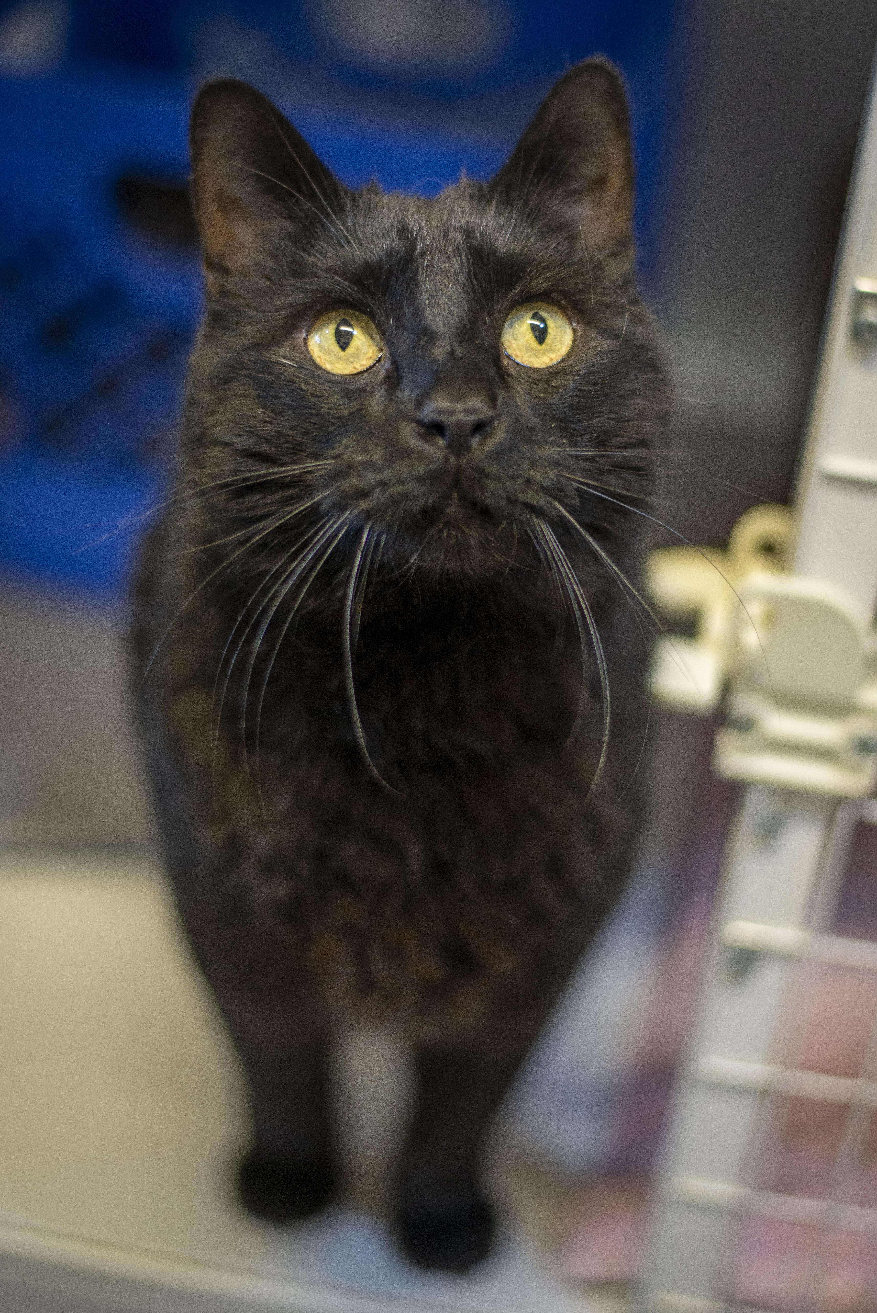 Blue, ADOPTABLE, Adult Male Domestic Short Hair.