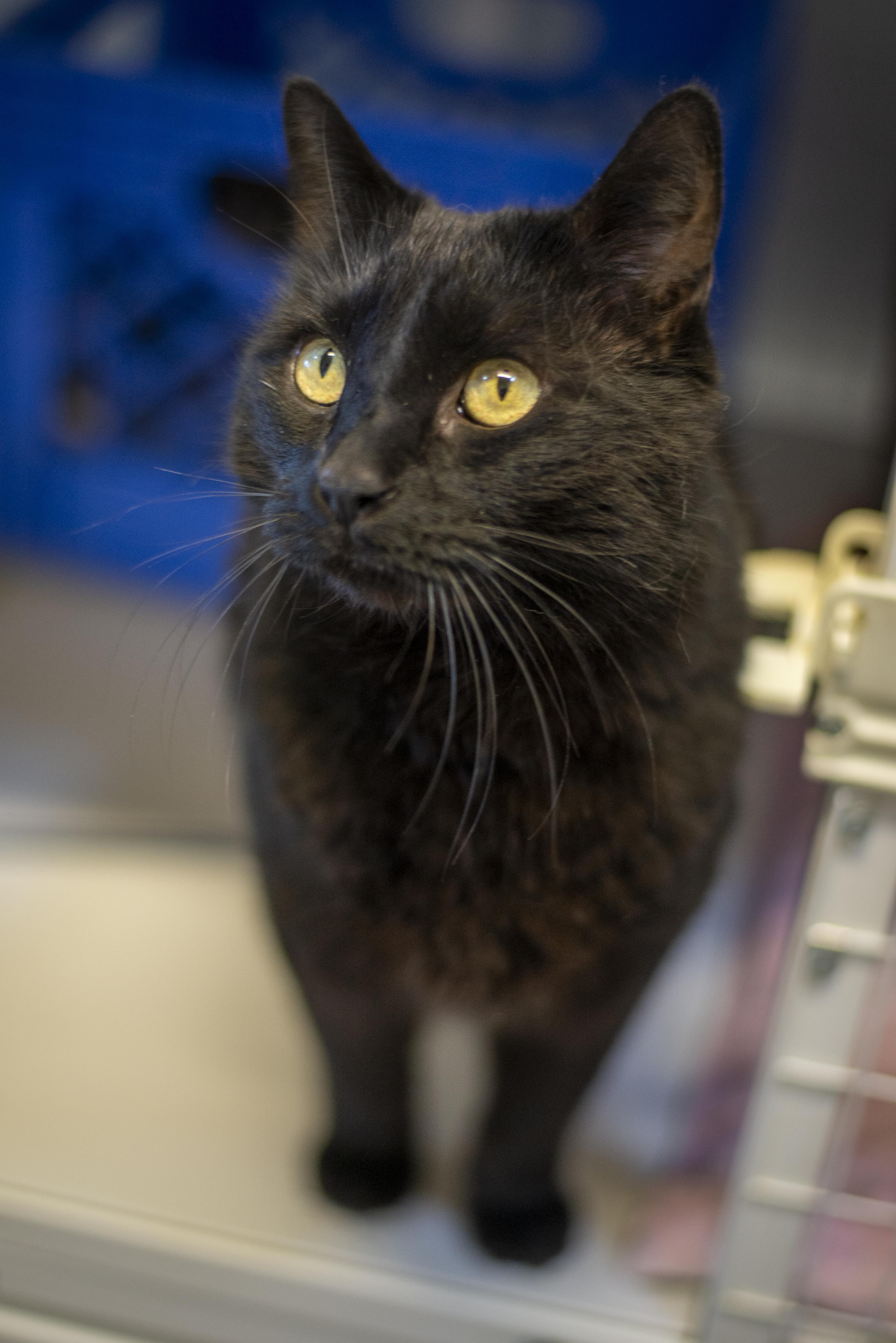 Blue, a ADOPTABLE Domestic Short Hair in Gunnison, CO image 2/3