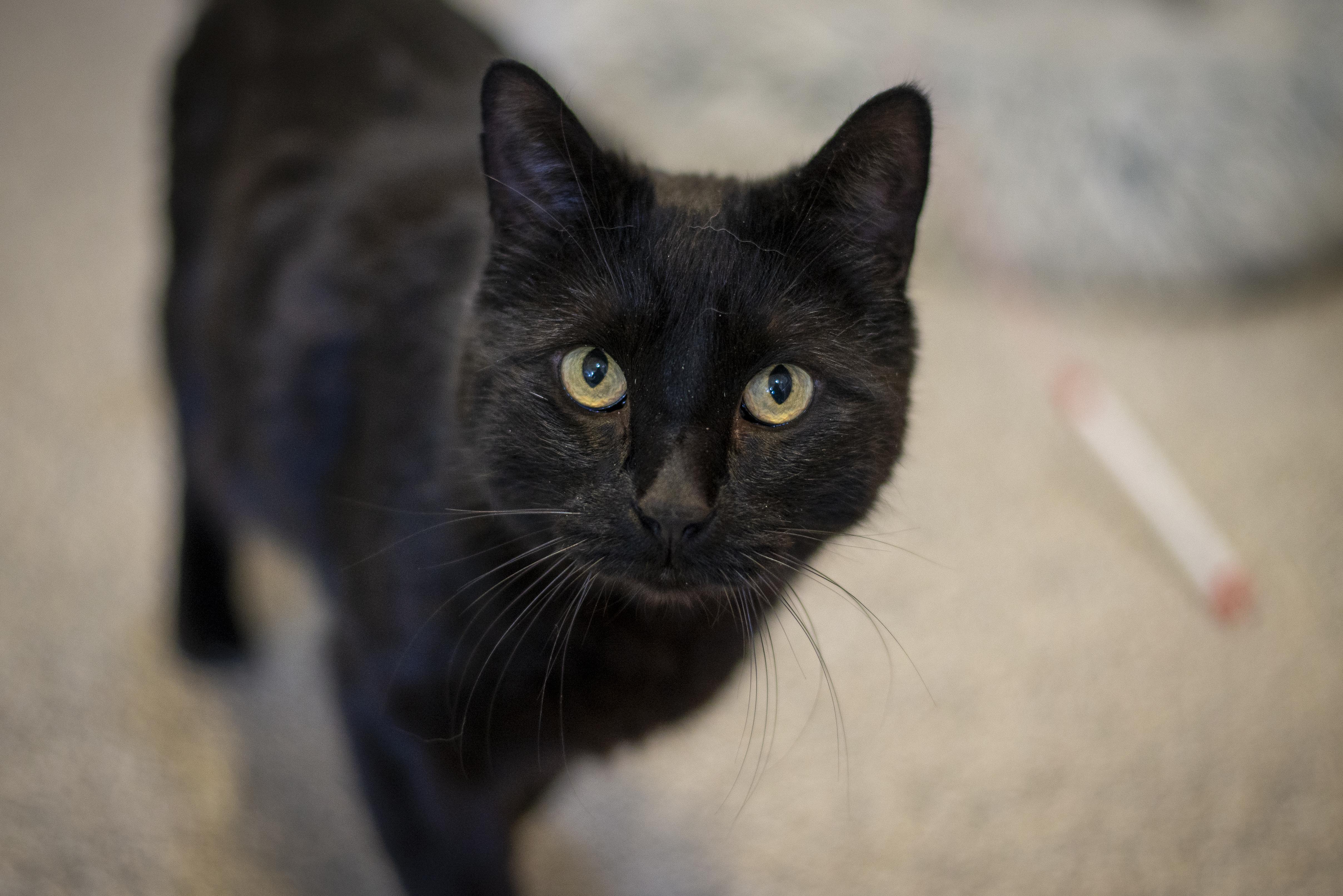 Blue, a ADOPTABLE Domestic Short Hair in Gunnison, CO image 3/3