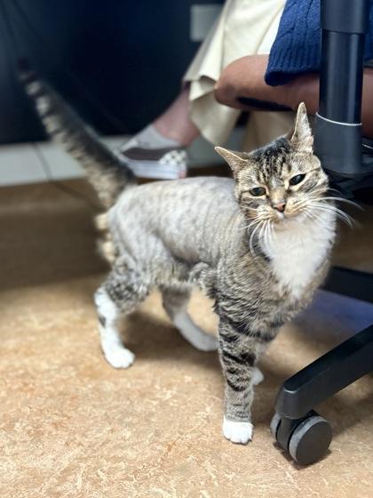 Cordelia, Adoptable, Adult Female Domestic Short Hair & Domestic Short Hair.