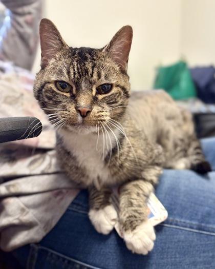Enlarge Cordelia, a Adoptable Domestic Short Hair in Fairfax, VA image 2/3