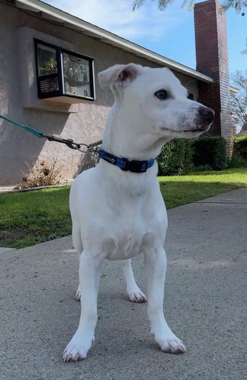 Jack, a ADOPTABLE mixed breed in Burbank, CA image 2/6