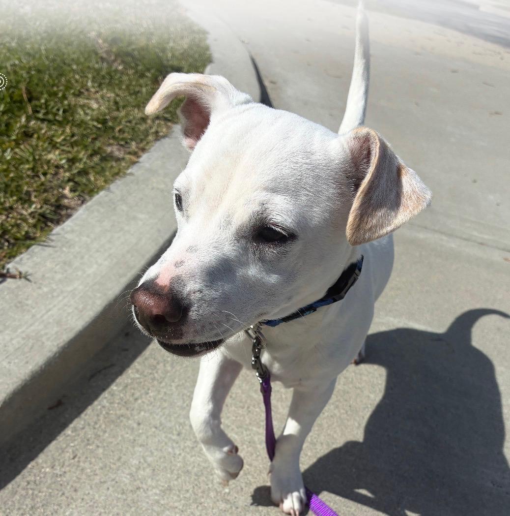 Jack, a ADOPTABLE mixed breed in Burbank, CA image 1/6