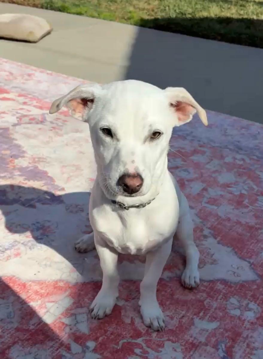 Jack, a ADOPTABLE mixed breed in Burbank, CA image 6/6