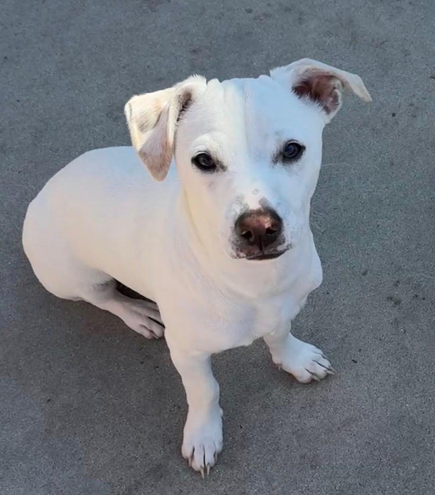 Jack, a ADOPTABLE mixed breed in Burbank, CA image 3/6