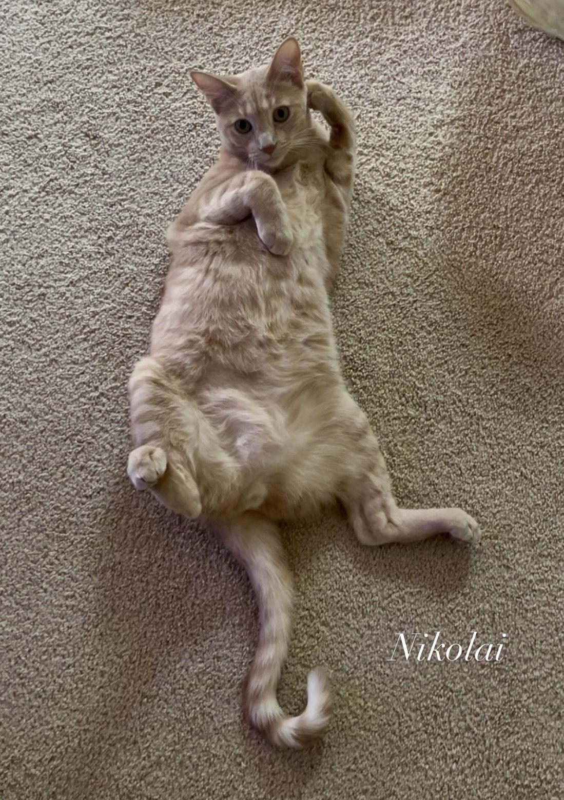 Nikolai