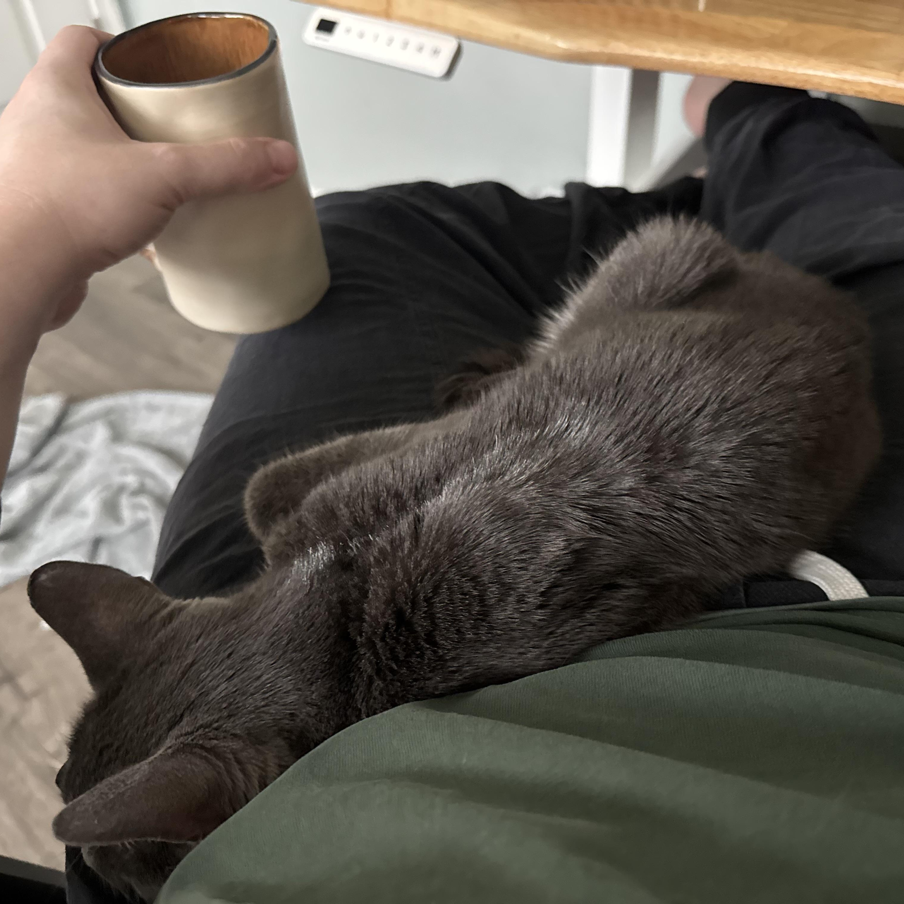 Enlarge Luna, a Adoptable mixed breed in Oakland, CA image 2/2