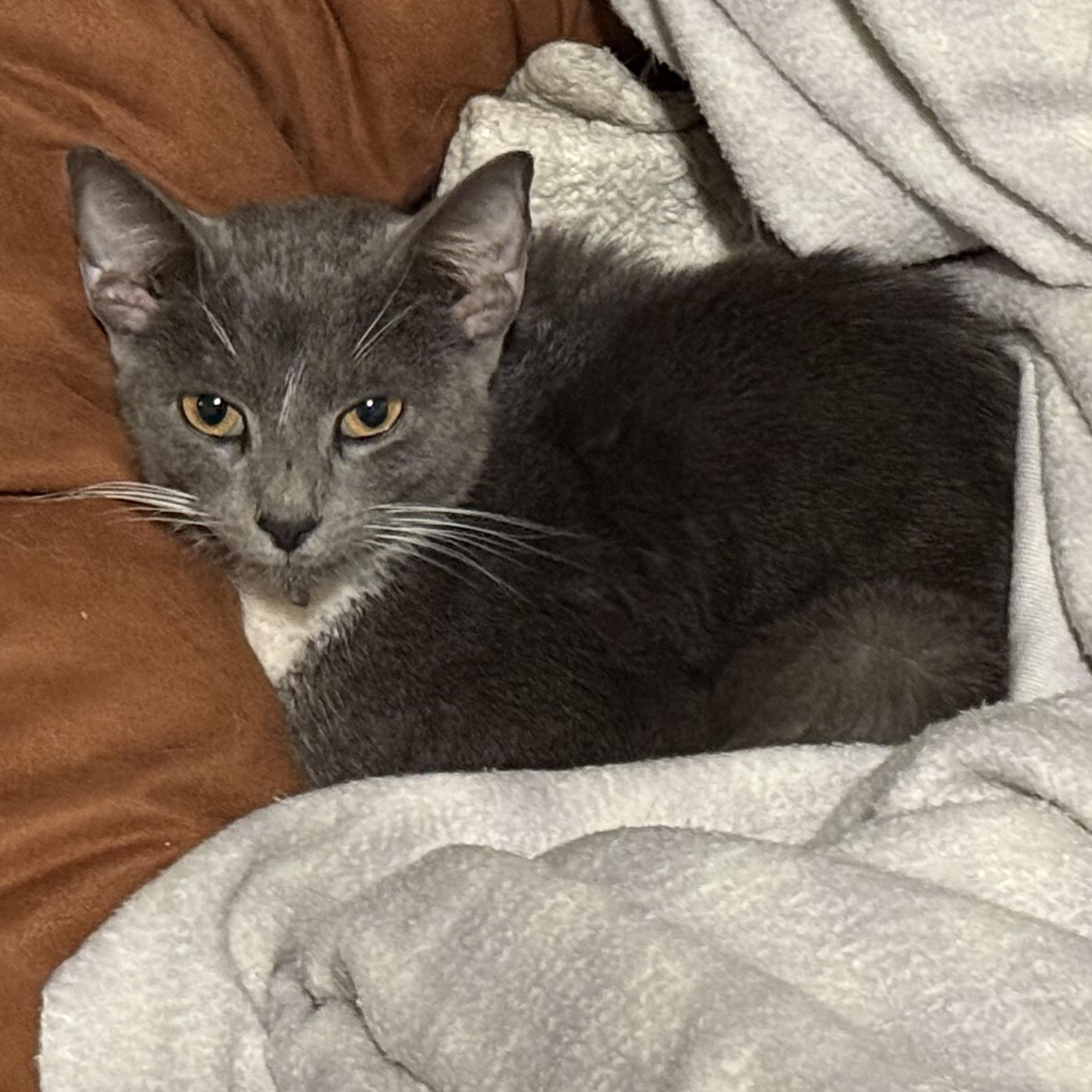 Enlarge Luna, a Adoptable mixed breed in Oakland, CA image 1/2