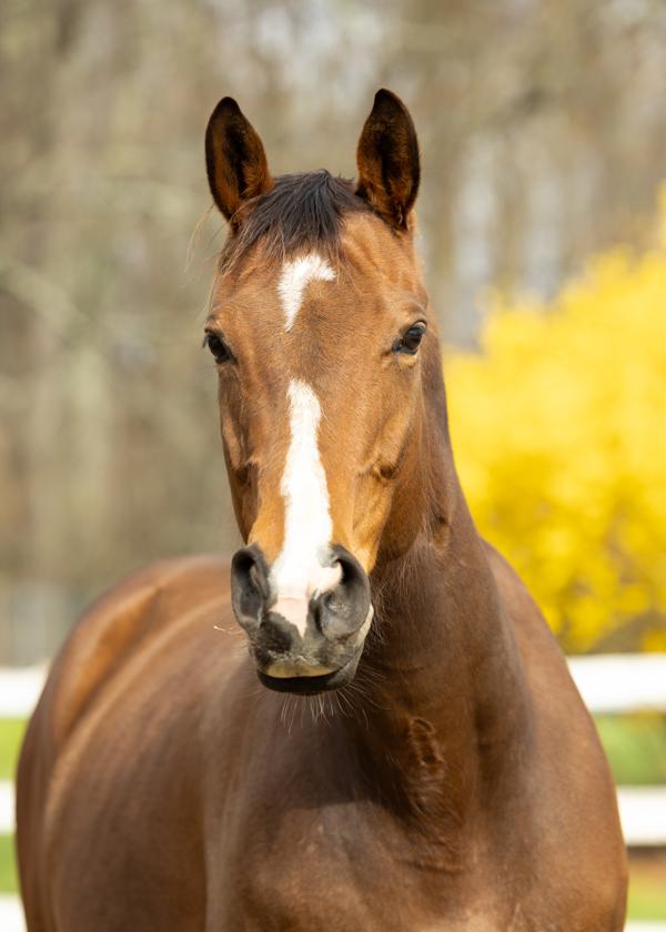 Enlarge Chili - Adoption Pending!!!, a Adoptable mixed breed in Stratham, NH image 1/1