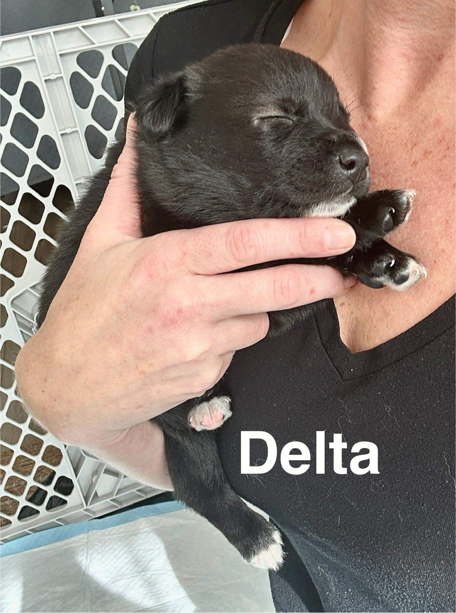 Delta