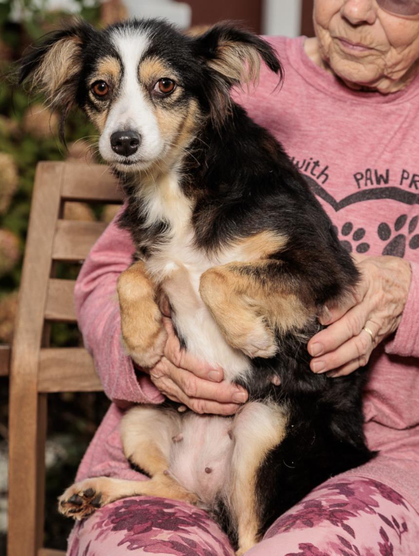 Abigail, Adoptable, Young Female Australian Shepherd.