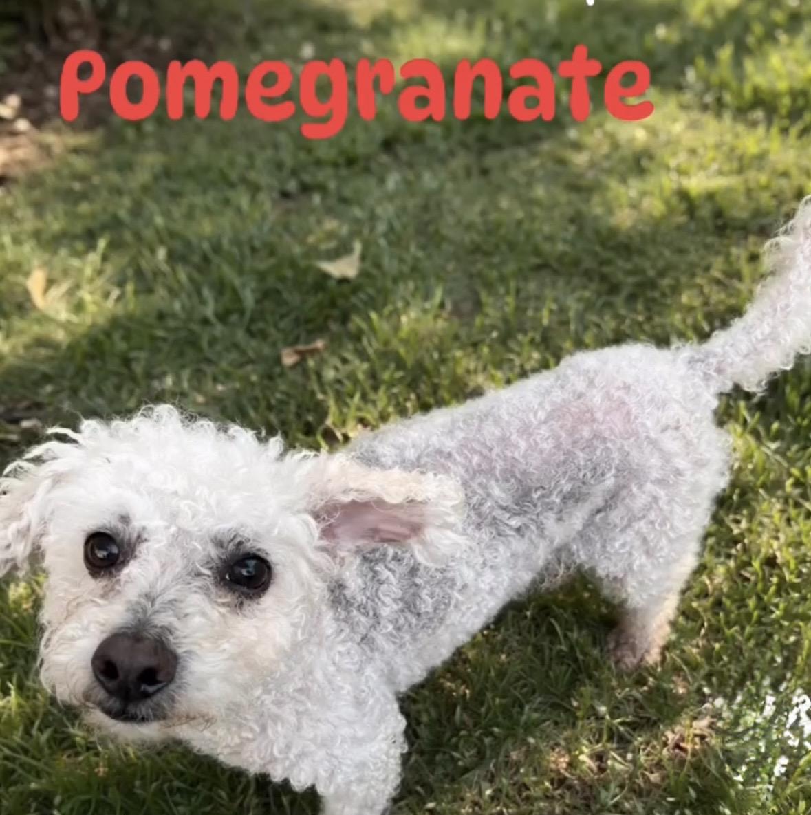 Pom Pom, ADOPTABLE, Senior Female Poodle.