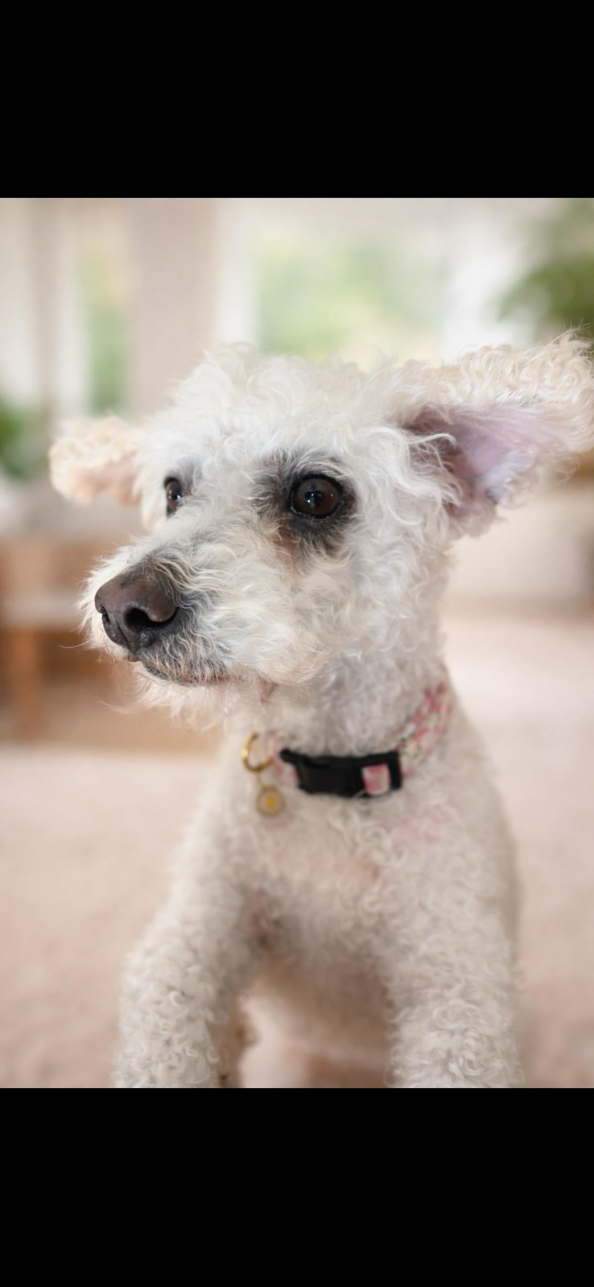 Enlarge Pom Pom, a ADOPTABLE mixed breed in Surrey, BC image 2/5