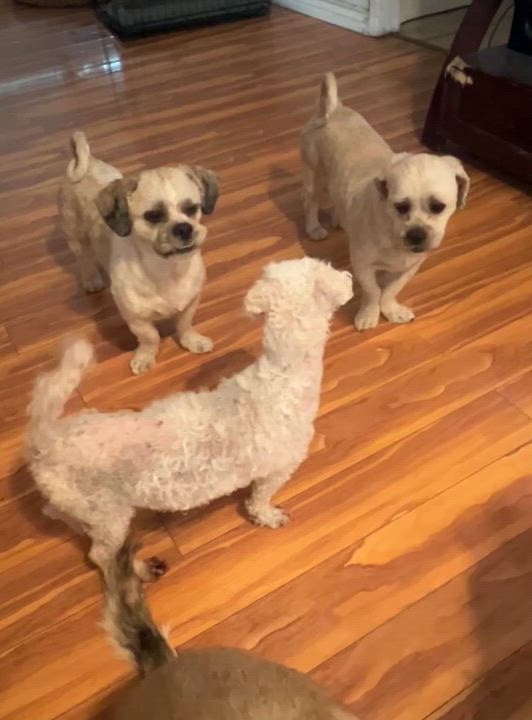 Enlarge Pom Pom, a ADOPTABLE mixed breed in Surrey, BC video 3/5