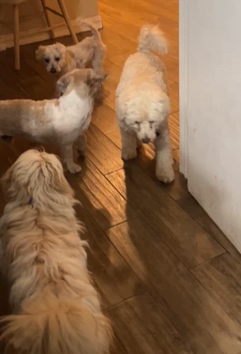 Enlarge Pom Pom, a ADOPTABLE mixed breed in Surrey, BC video 4/5