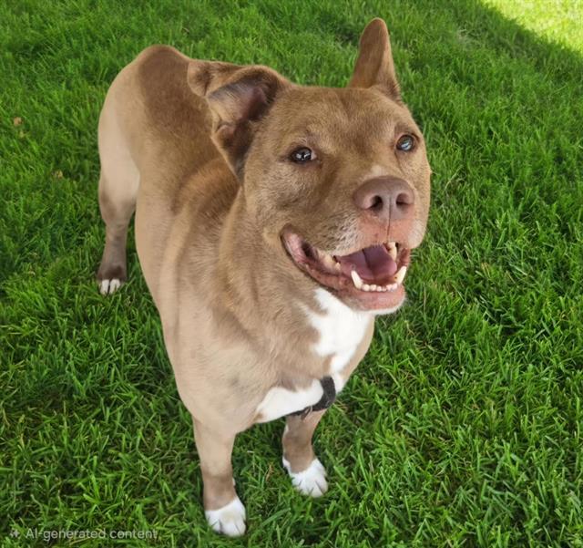 DAKOTA, Adoptable, Young Male Pit Bull Terrier.