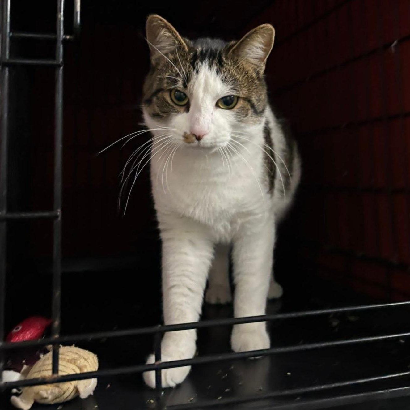 Enlarge Biggie, an adopted Domestic Short Hair in Grand Rapids, MI image 6/6